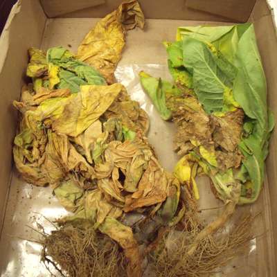 Tobacco sample as received by the clinic