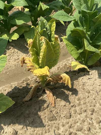 Image of a wilting and yellowing tobacco plant affected by Granville wilt in the field
