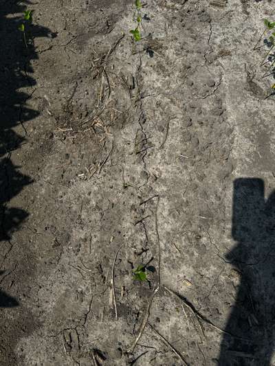 Up-close photo of multiple soybean plants eaten at the stem