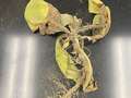 Tobacco plant submitted to the clinic with TSWV symptoms