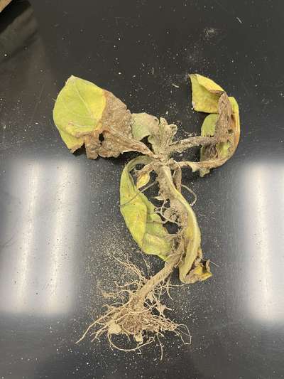 Tobacco plant submitted to the clinic with TSWV symptoms