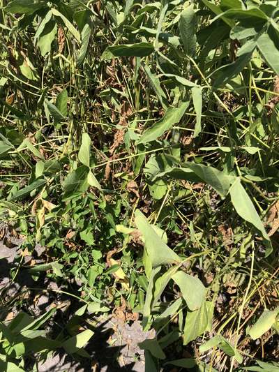 Soybean plants