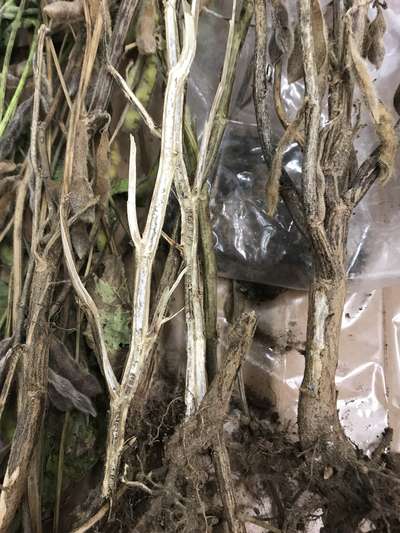 Soybean stems