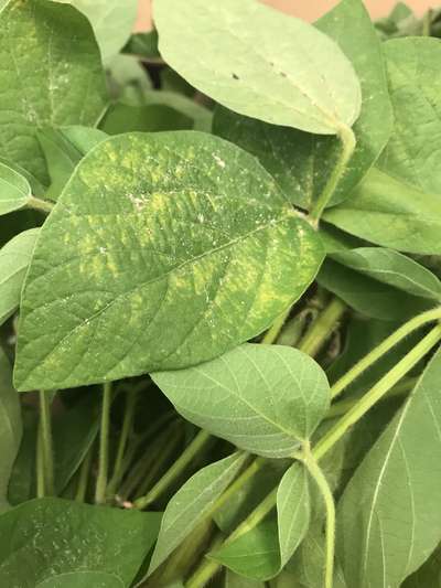 Soybean leaves