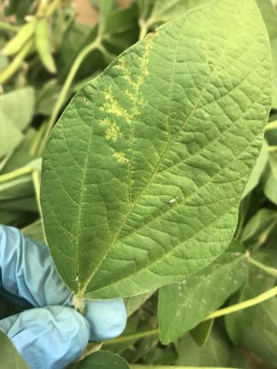 Soybean leaves