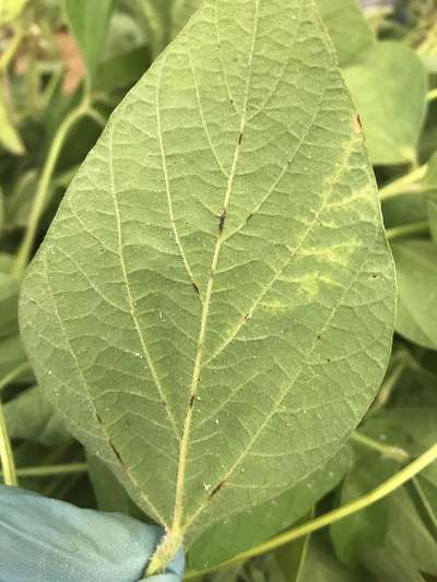 Soybean leaf
