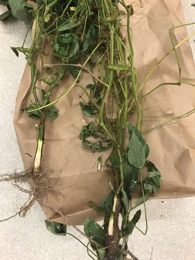 Soybean plant