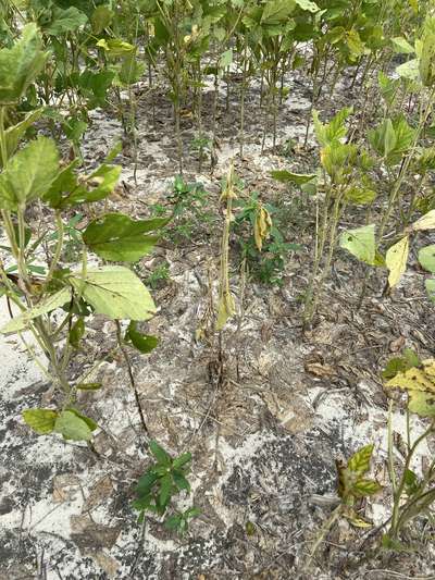 Soybean plant dead in the field