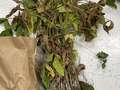 Plant as received by the clinic