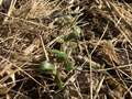 Photo of multiple soybean plants with stems bit off above the cotyledonary node.
