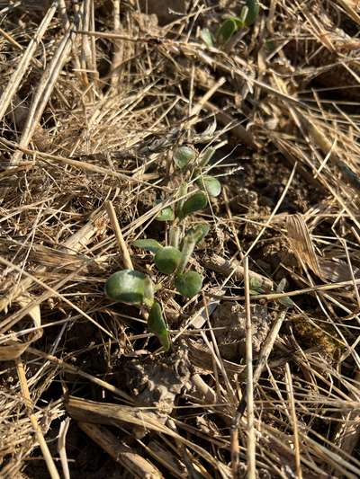 Photo of multiple soybean plants with stems bit off above the cotyledonary node.