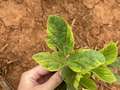 Up-close photo of a soybean leaf showing yellowing around the margins.