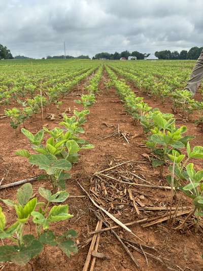 Broad photo of multiple soybean plants all with yellowing around the margins of the leaves.