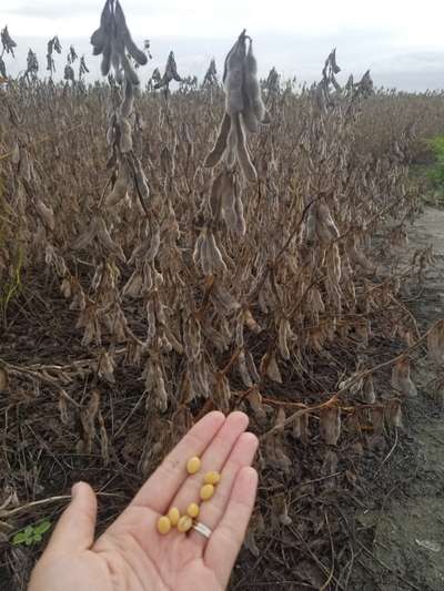 Soybean field