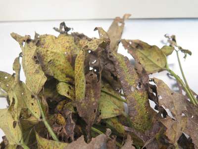 Soybean leaves