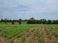 Photo of field with damaged/missing plants.
