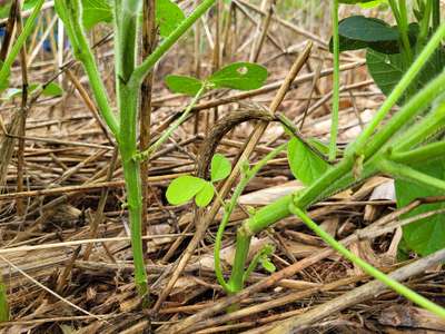 Up-close look of plants “cut down” by three-cornered alfalfa hoppers.