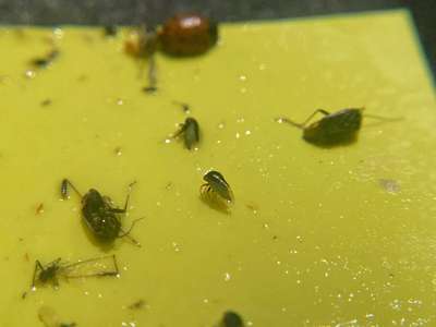 Photo of insect trap with three-cornered alfalfa hoppers present.
