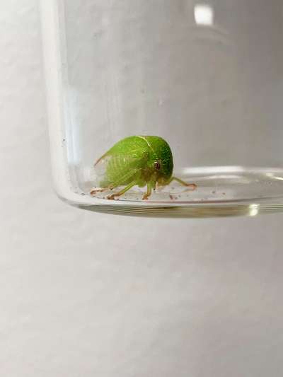 Up-close look of a three-cornered alfalfa hopper.