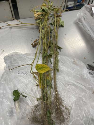 Soybean sample as it was received by clinic