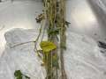 Soybean sample as it was received by clinic