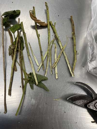 Soybean stems split in half lengthwise