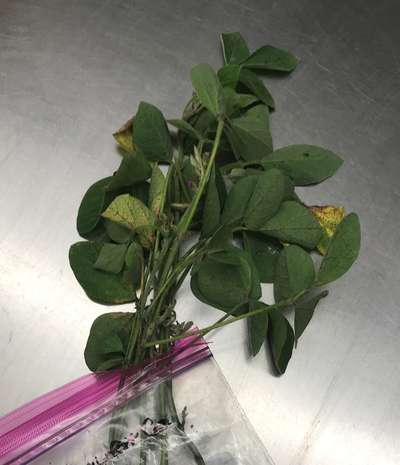 Soybean plant
