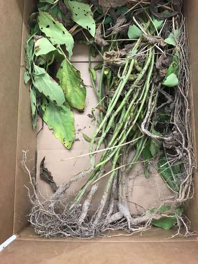 Soybean plant