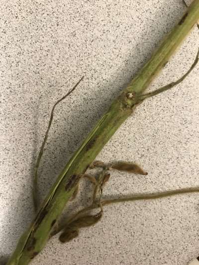 Soybean stem