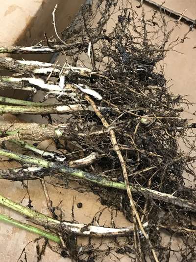 Soybean stems