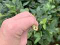 Up-close photo of soybean stem snapped off at the base