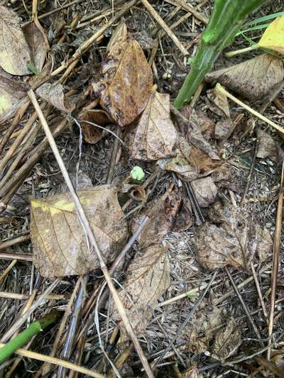 Photo showing base of soybean stem at the ground