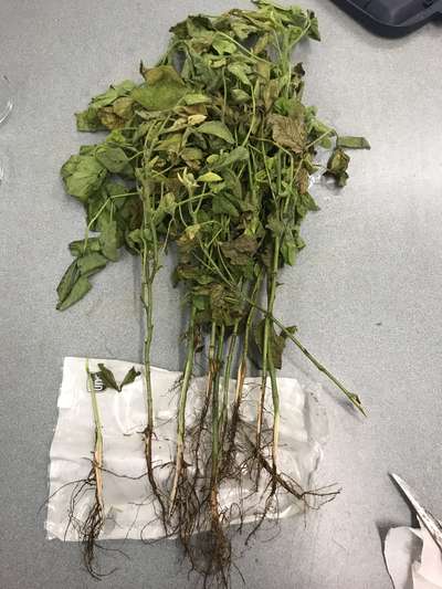 Soybean plant