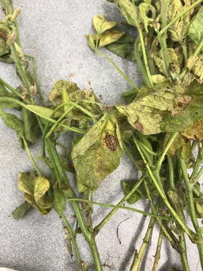 Soybean leaves