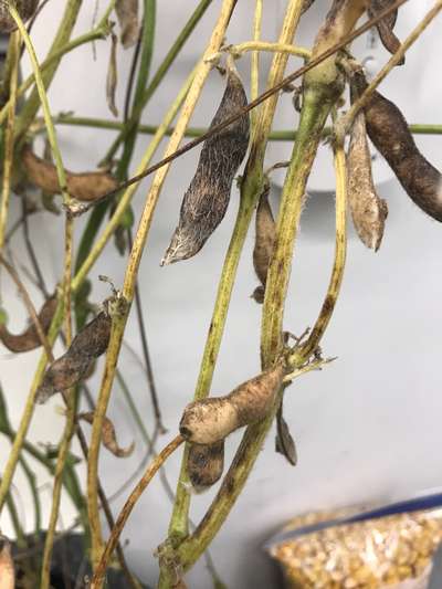 Soybean pods