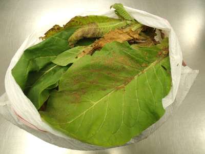 Tobacco leaves samples as received by the clinic