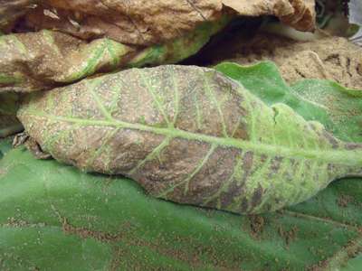 Close-up of the invers of a tobacco leaf affected by TSWV