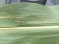 Corn leaf with abundant small tan spots identified as eyespot of corn