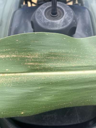 Corn leaf with abundant small tan spots identified as eyespot of corn