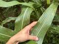 Corn leaf with strip shaped spots