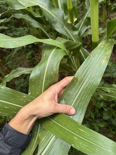 Corn leaf with strip shaped spots