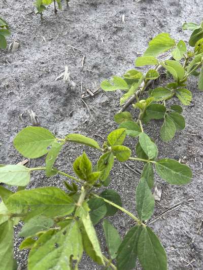 Multiple Plants
