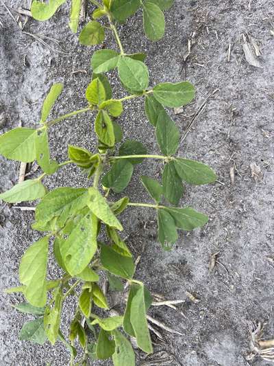 Multiple Plants