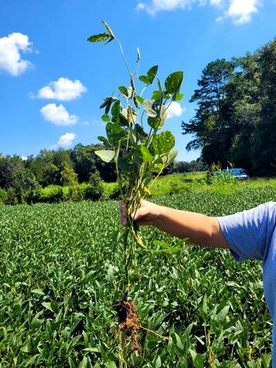 Soybean plant