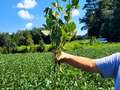 Soybean plant