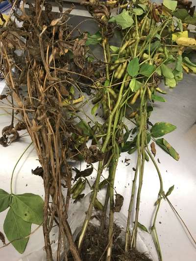 Soybean plants
