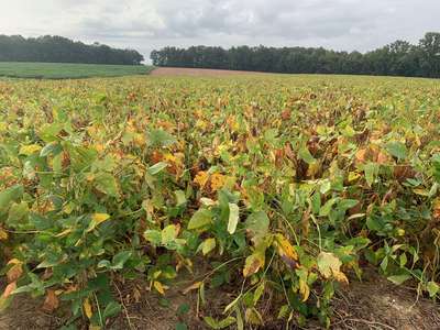 Soybean field