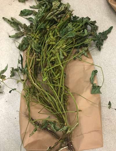 Soybean plant