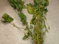 Soybean plant