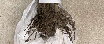 Soybean plant root system